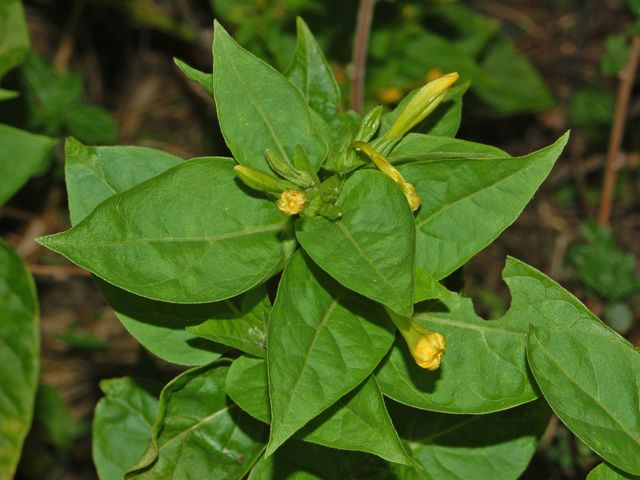 Mirabilis jalapa
